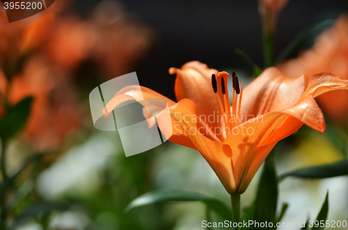 Image of Beautiful lily growing in garden