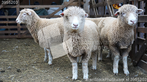 Image of Herd of sheeps on the farm