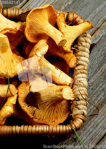 Image of Raw Chanterelles Mushrooms