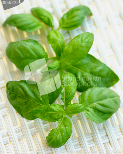 Image of Fresh Basil Leafs