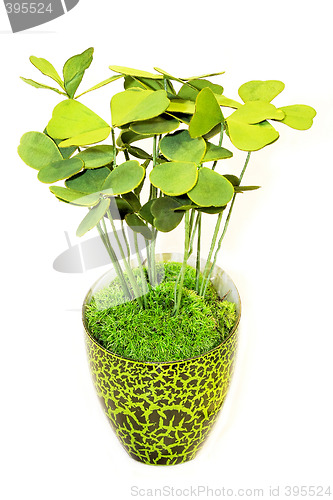Image of Green plant