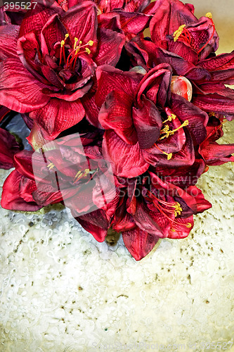 Image of Red flowers