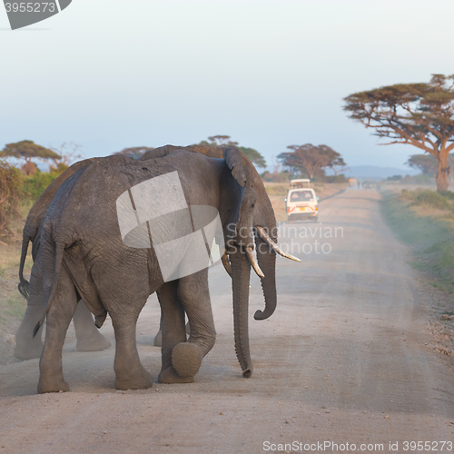 Image of Family of elephants on dirt roadi in Amboseli