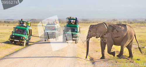 Image of Elephantt crossing dirt roadi in Amboseli, Kenya.