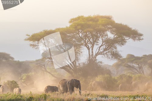 Image of Elephants in front of Kilimanjaro, Amboseli, Kenya