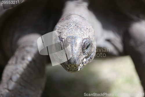 Image of Closeup of a giant tortoise at Curieuse island, Seychelles