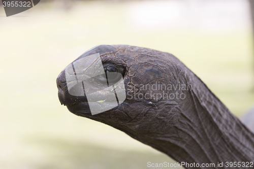 Image of Closeup of a giant tortoise at Curieuse island, Seychelles
