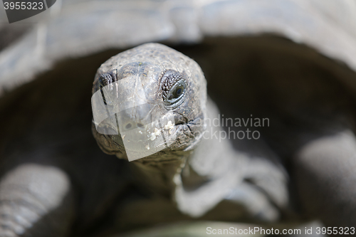 Image of Closeup of a giant tortoise at Curieuse island, Seychelles