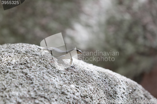 Image of Lizard sunbathing at a rock