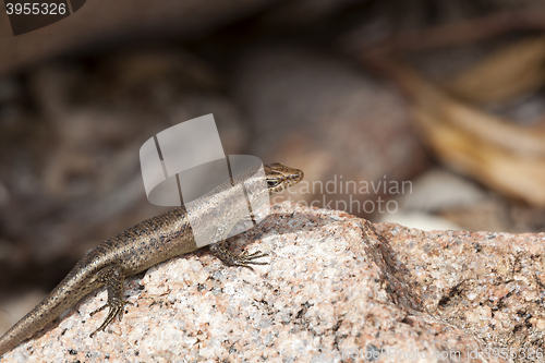 Image of Lizard sunbathing at a rock