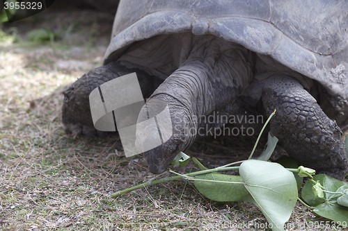 Image of Giant tortoise at Curieuse island eating green leaves