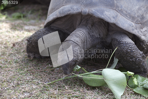 Image of Giant tortoise at Curieuse island eating green leaves