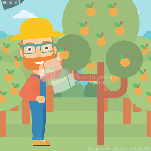 Image of Farmer collecting oranges.