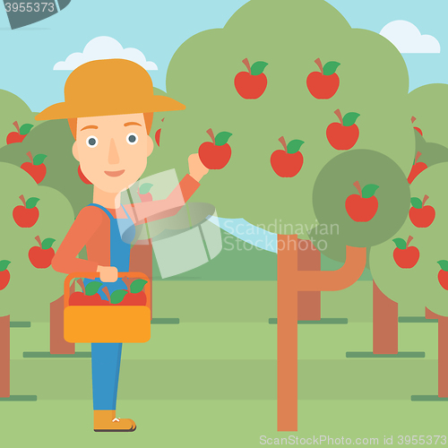 Image of Farmer collecting apples.