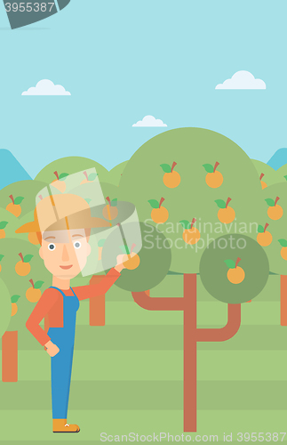 Image of Farmer collecting oranges.