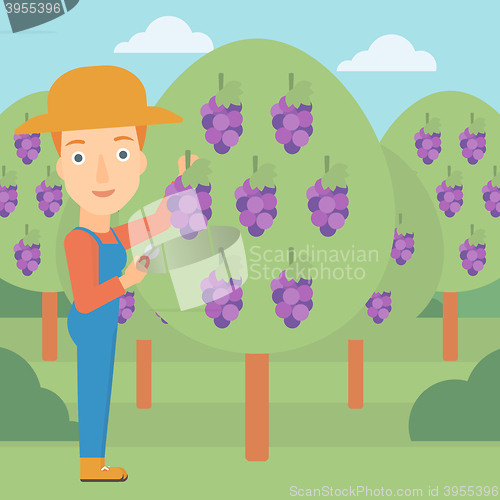 Image of Farmer collecting grapes.