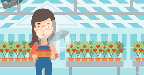 Image of Farmer collecting tomatos.