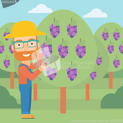 Image of Farmer collecting grapes.