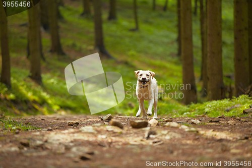 Image of Dog in forest