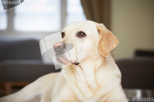 Image of Dog at home