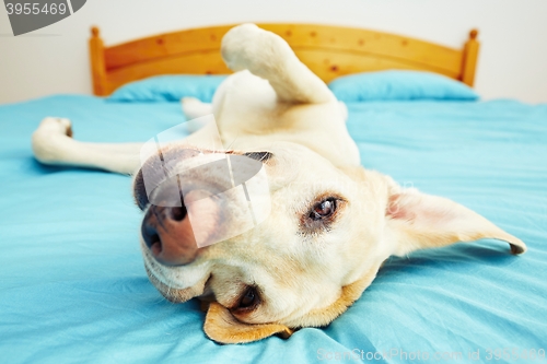 Image of Dog is lying on the bed 