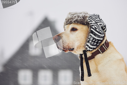 Image of Dog with cap in winter 