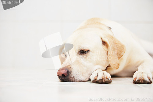 Image of Sad dog