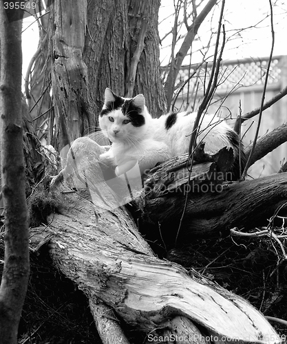 Image of cat black and white