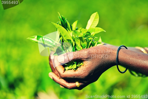 Image of Tea plantation