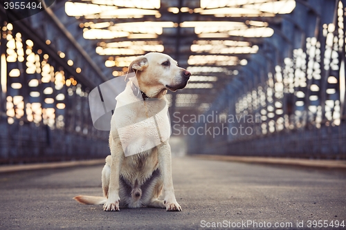 Image of Waiting on the old bridge