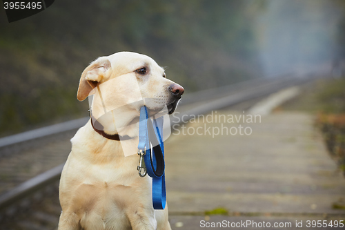 Image of Dog on the railway platform