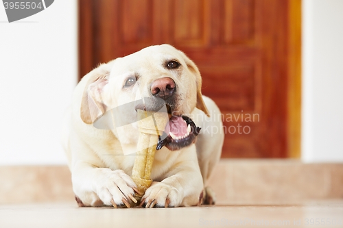 Image of Dog with bone