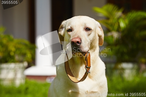 Image of Dog collar 