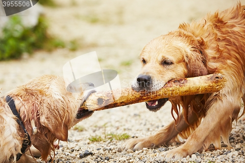 Image of Two dogs with stick