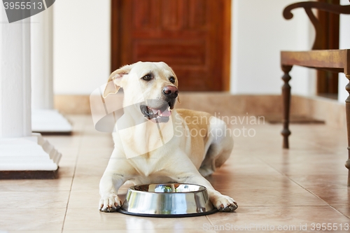 Image of Hungry dog