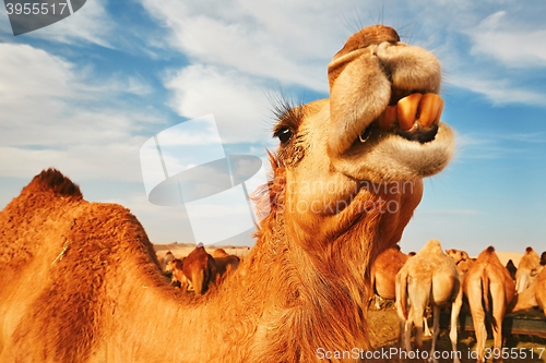 Image of Herd of camels