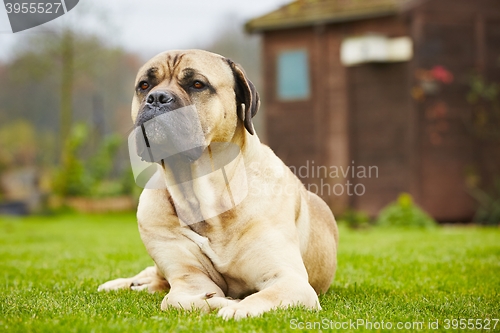 Image of Dog in the garden