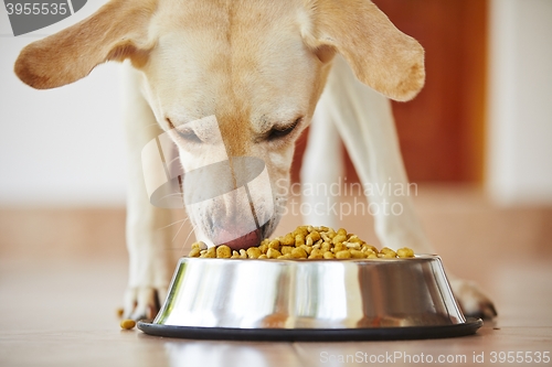 Image of Hungry dog