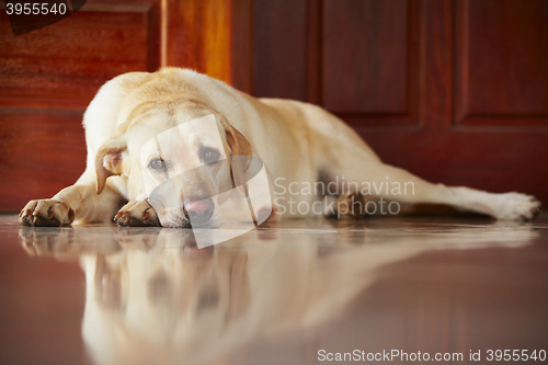 Image of Dog at home