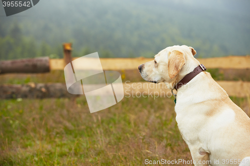 Image of Dog in nature