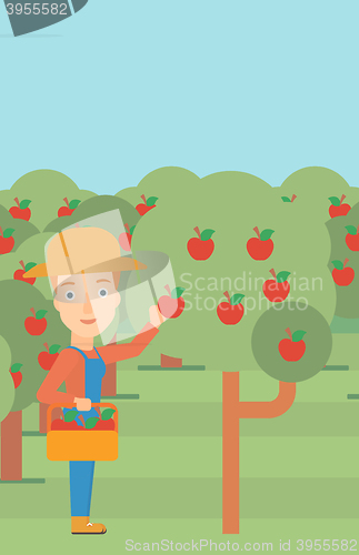 Image of Farmer collecting apples.