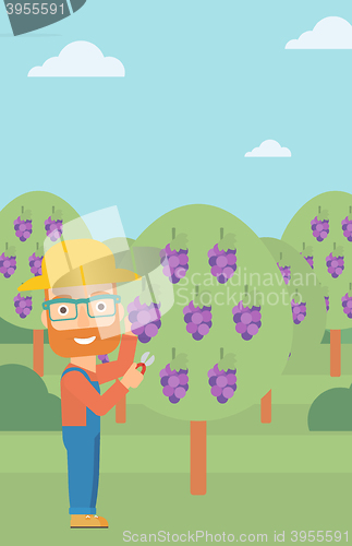 Image of Farmer collecting grapes.