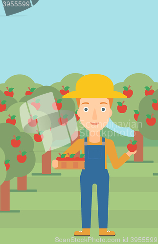 Image of Farmer collecting apples.