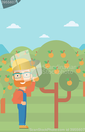 Image of Farmer collecting oranges.