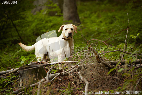 Image of Dog in forest