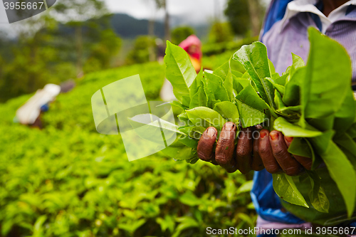 Image of Tea plantation