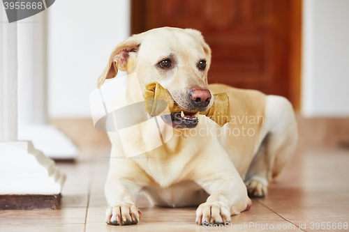 Image of Dog with bone