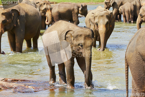 Image of Elephants