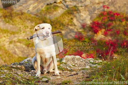 Image of Dog with stick