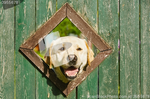 Image of Curious dog